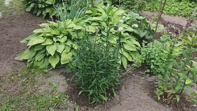 Старенькая дача 30июня. ремонт пола, новые растения