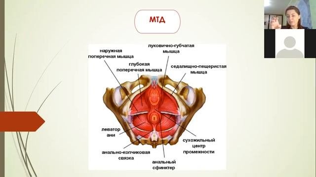 Вебинар на тему Интимная гимнастика Строение и анатомия мышц тазового дна