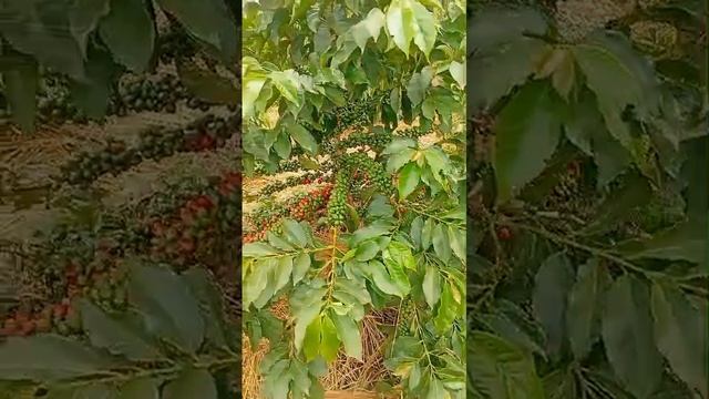 заехали посмотреть на результаты использования нашего удобрения у фермера кофе.