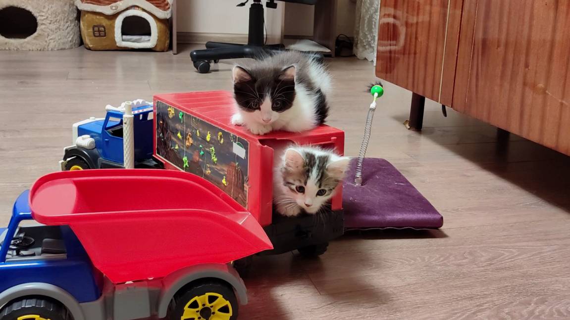 Котята, детские машинки. Веселая игра котят.