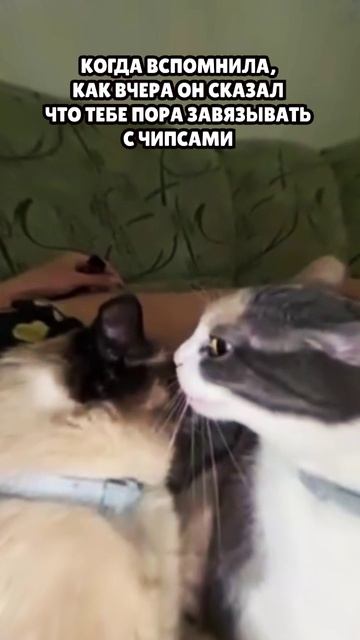 Ты совершил ошибку #мемы #юмор #приколы #мемасы #коты #munvan #котики