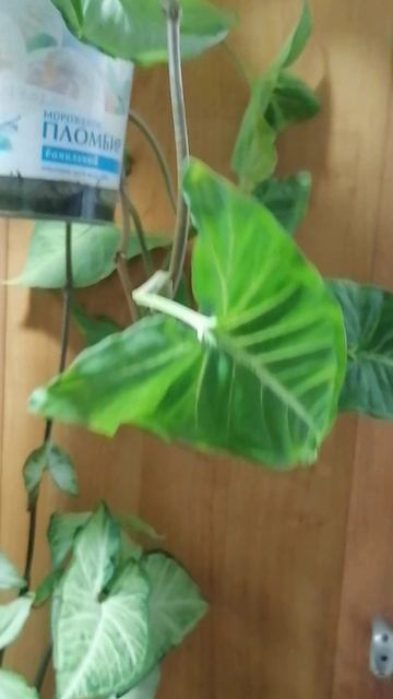 VID_20250626_031336.mp4
