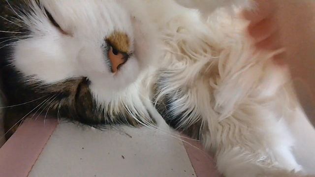 😽😽😽😼😻Кисюля спит часть 2😸😸😺😺