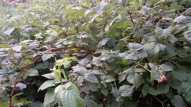 он не даст покоя в деревне..