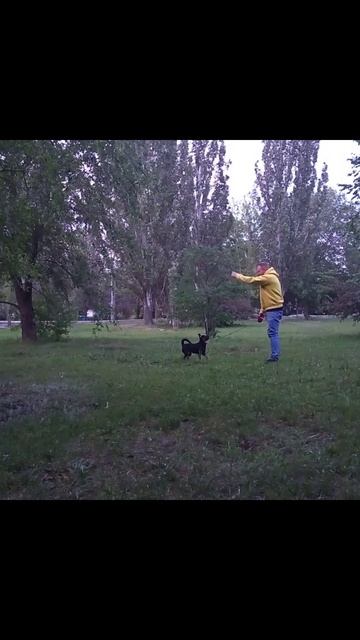 ребенок просит собаку.