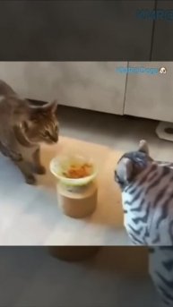 Наглядное последствие переедания перебивает аппетит😂