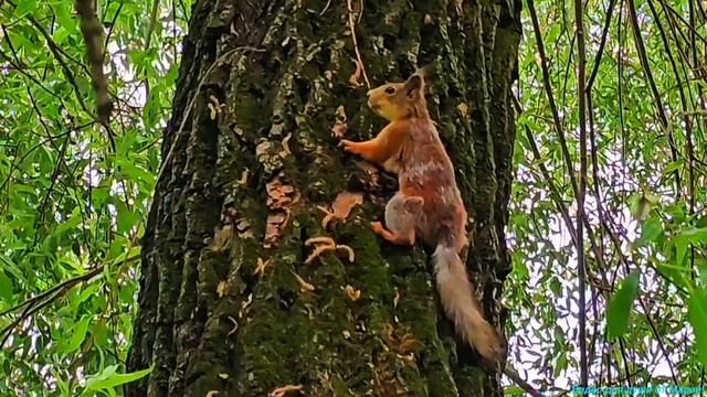 Миленькие белочки в Царицыно!