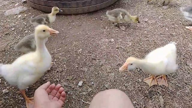 2 июля, минус один гусёнок после ливня