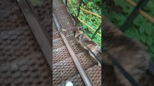Чупс и лестница