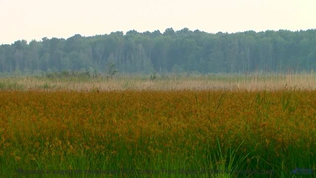 Что не так с этим видео Найдите 10 отличий! - Frieden -- Ketsa -- Dimensions