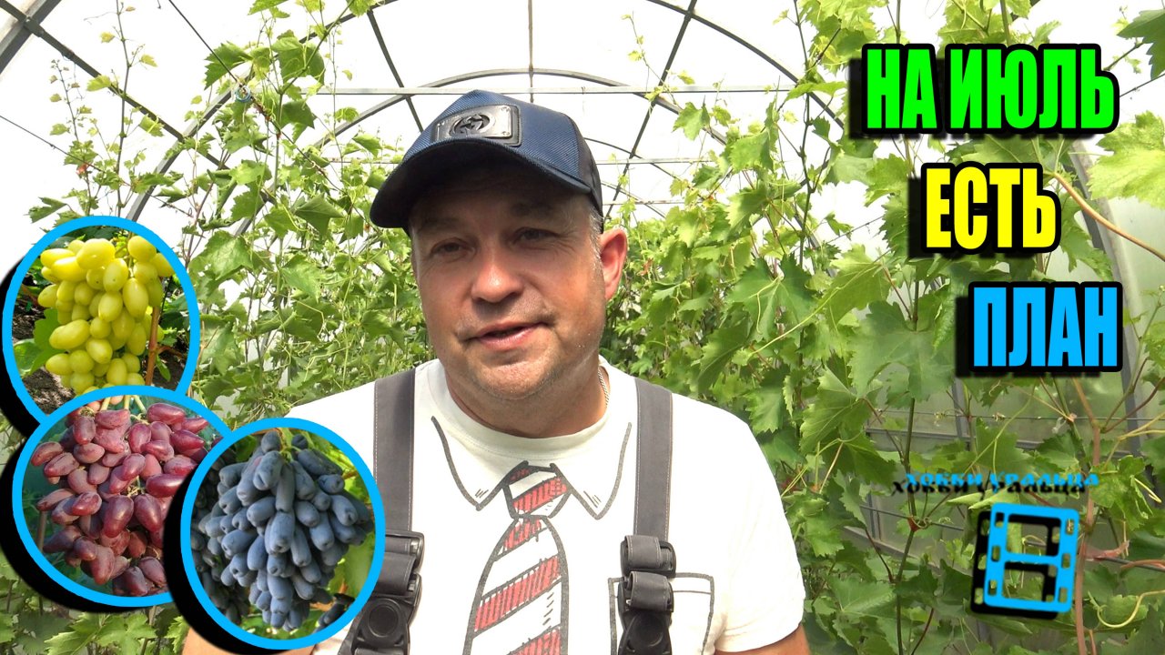 ПЛАН РАБОТ С ВИНОГРАДОМ НА ИЮЛЬ, ГОТОВИМСЯ К УРОЖАЮ. СЕВЕРНЫЙ ВИНОГРАДНИК 25-25