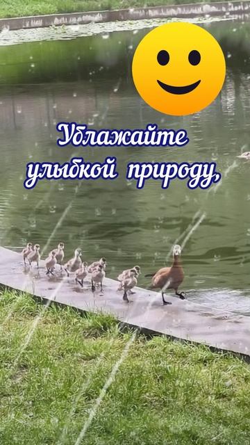 С добрым утром!Улыбнись#доброеутро#лето# дождь#  витас#shorts