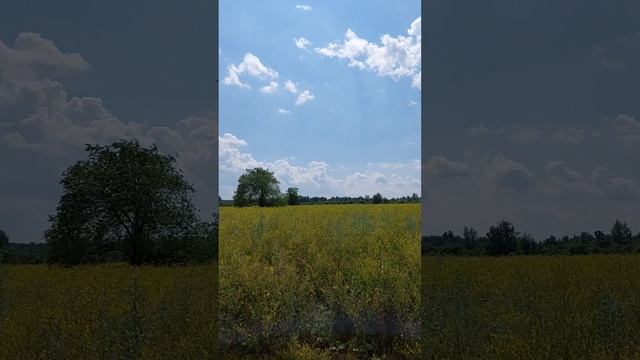 Июль, стрекозы, красота 🌞