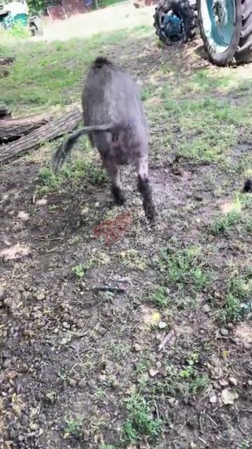 Разведчик Тарасик ищет чем запитаться перед крепким сном