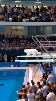 Кошачьи олимпийские игры по прыжкам в воду