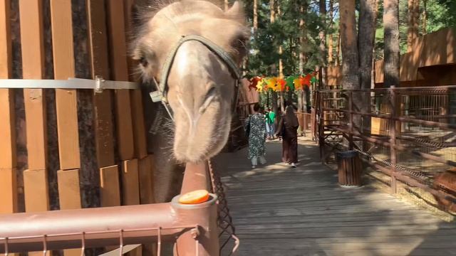 Верблюд съел нашу морковку