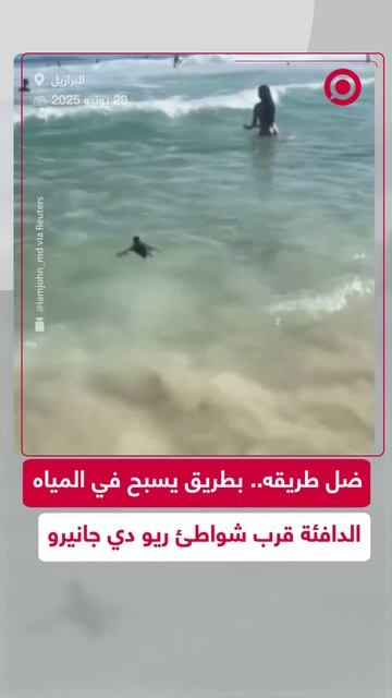 بطريق تائه يفاجئ المصطافين قرب أحد شواطئ مدينة ريو دي جانيرو البرازيلية