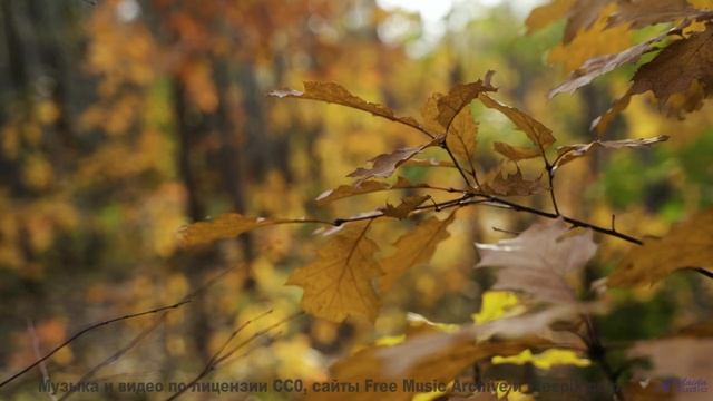 Леса открываются, как книга, под этот трек - On That Day -- Ketsa -- Equinox Rising