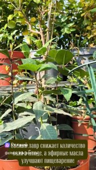 🌿 Кулинарная роскошь круглый год: лавр прямо на подоконнике