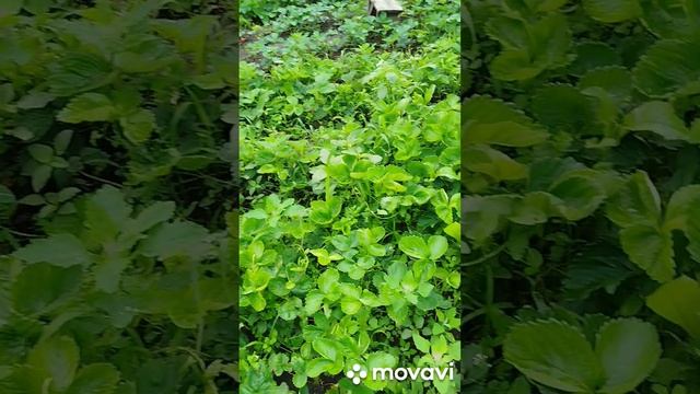 №3. Первый день июля. Будет ли урожай? /Погодные качели/ Магниевый хлороз на малине/ #мойсад