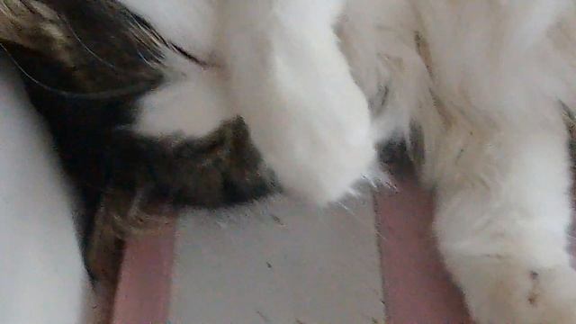 😺😺😸😸Киса спит часть 1😽😽😽