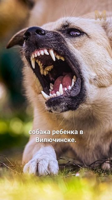 ГЛАВНОЕ ЗА МИНУТУ | 2.07 #камчатка #новости