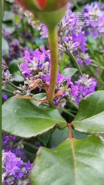 Пчёлки трудятся