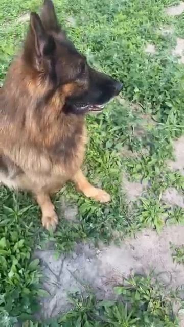 Где намордник