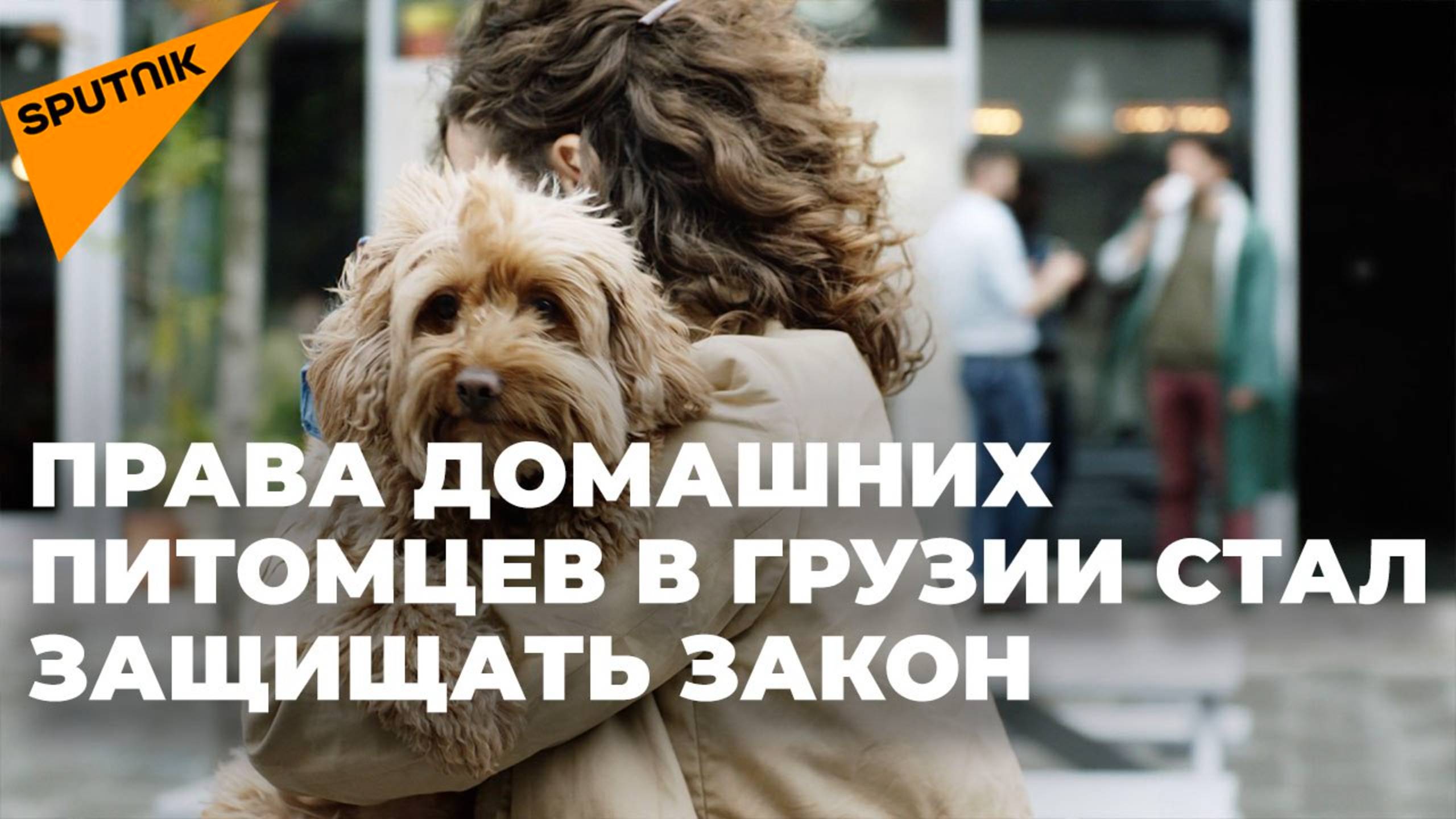 Ответственность и забота: как в Грузии защищают права домашних животных