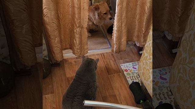 ПочтиКорги, кот и белое облако — День собак по-соседски🐩🐈🐈⬛