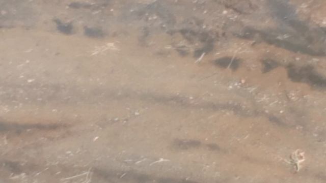 Воробьи купаются в луже после дождя