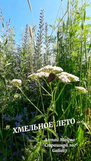 Хмельное лето... Алтай