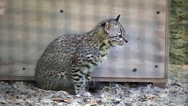 Котята жоффруа решили поохотиться на голубей, которые ходят возле вольера.