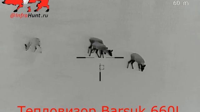 Тепловизор Barsuk 660l. Косули.