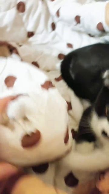 Котёнок спрятался, милое видео