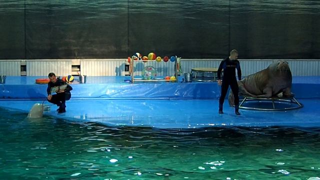 2017 дельфинарий Питер