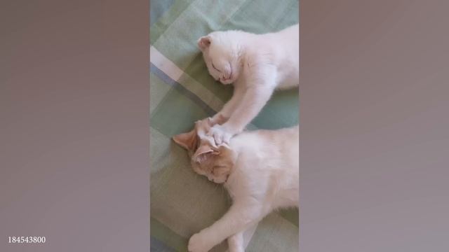 Подборка смешных котов и кошек