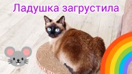 Кошка Ладушка загрустила #смешныекоты #котики