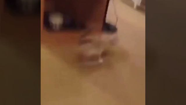 Коты они такие коты