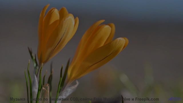 Здесь нет суеты - только красота и совершенный звук! - Inspiring and Upbeat -- Scott Holmes Music --