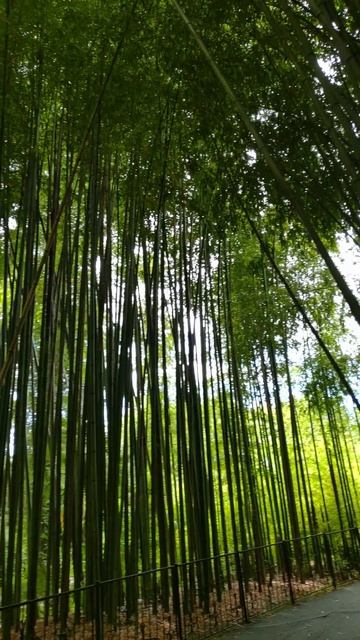 Сочи 2025 - Дендрарий нижний