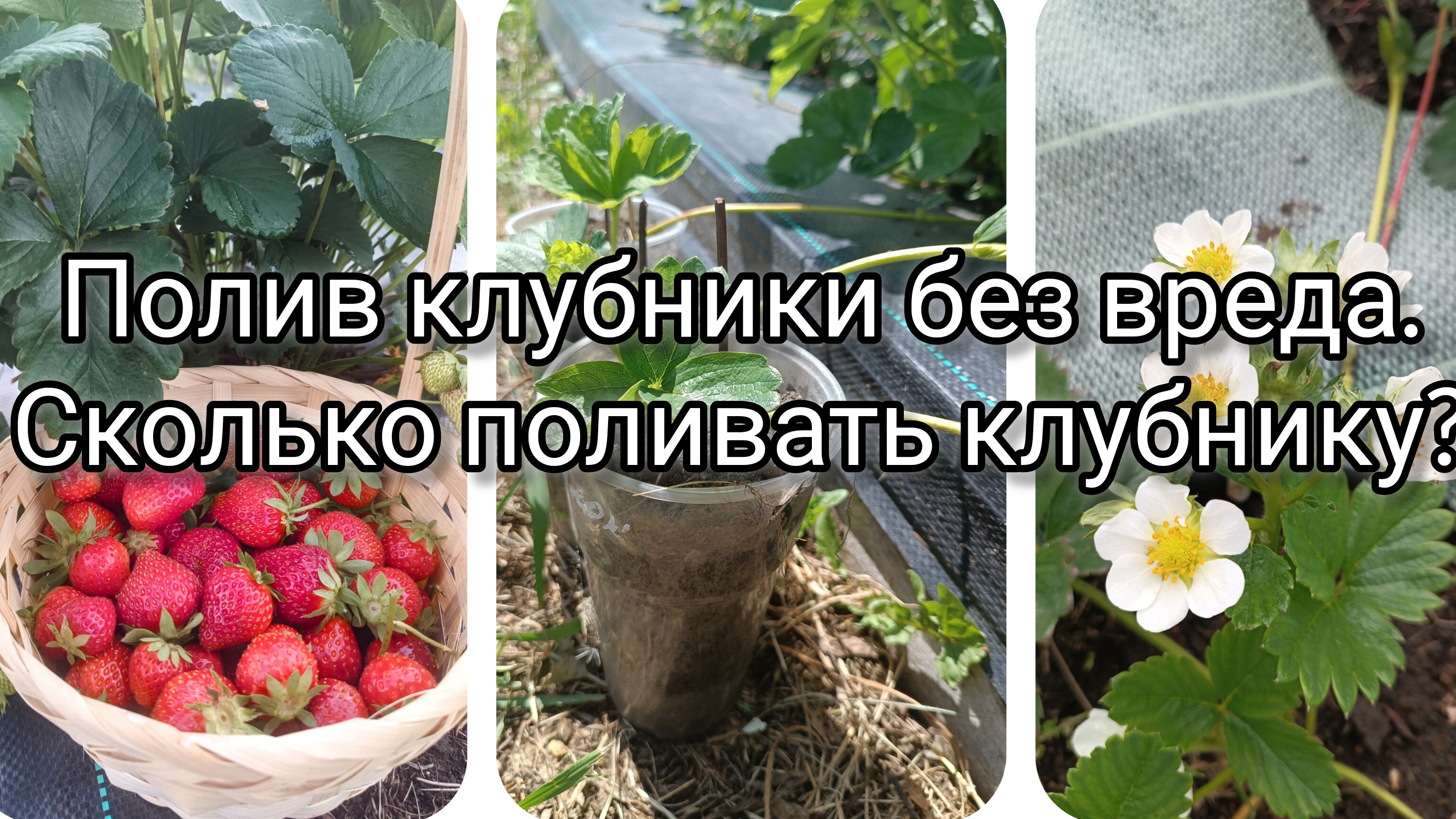 Полив клубники без вреда