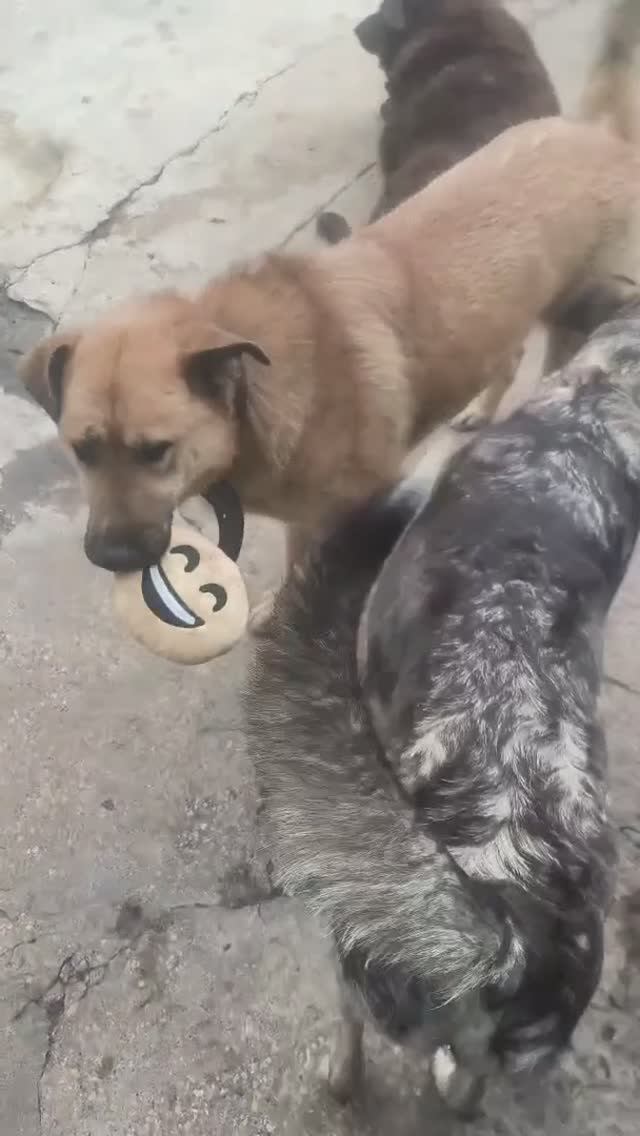 Когда в приюте появляется игрушечка!  :-)