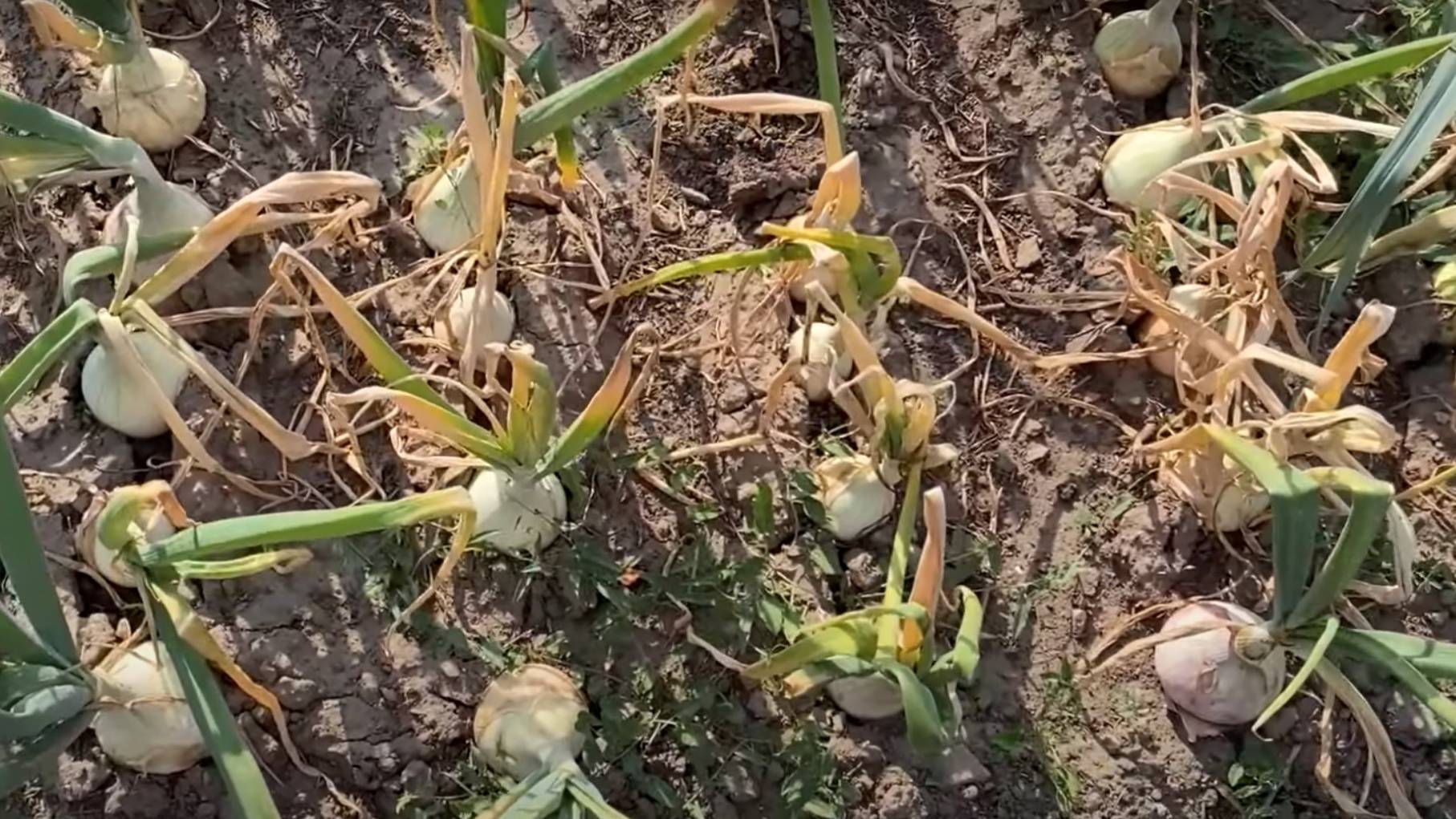 ПОДКОРМКА ЛУКА В ИЮЛЕ: Как получить крупные луковицы и здоровый урожай