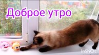 Доброе🐱утро🌦️ 03-07-2025 #влогикаждыйдень #доброеутро #жизнь инвалида #поговорим