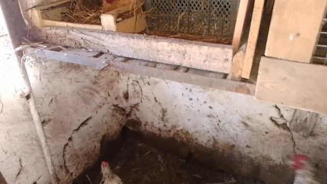 3 июля, ждём пополнение в хозяйстве