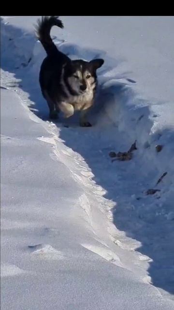 зимняя пробежка Тюри🐶🏃