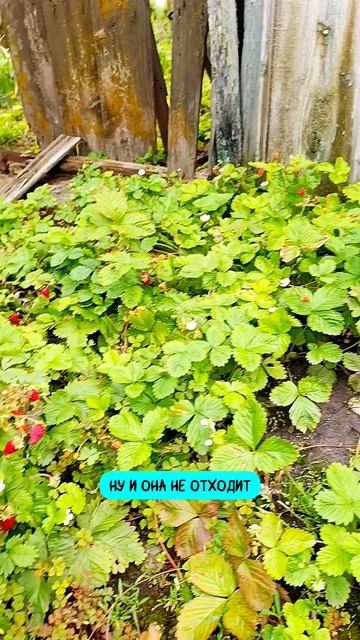 Развалюха моего сердца 💛