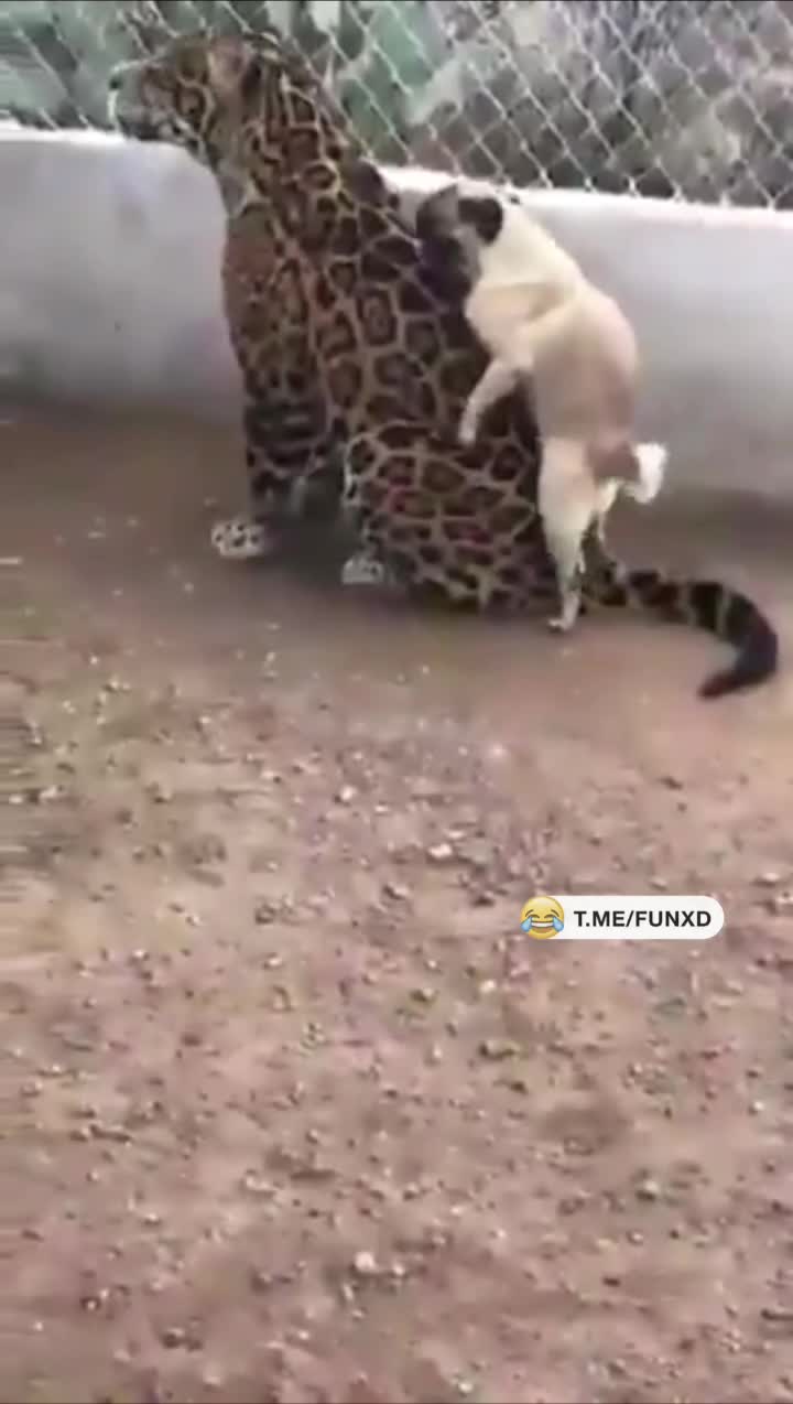 Отчаянный конечно мопс😄