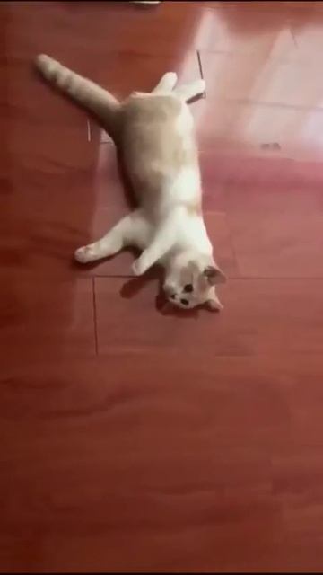 Забавные котики